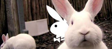 20_habitat0 playboy bunny