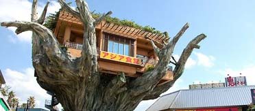 tree house restaurant
