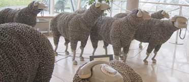 02_phonesheep phone sheep