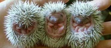 photo copyright Baby Animal Alphabet baby porcupines