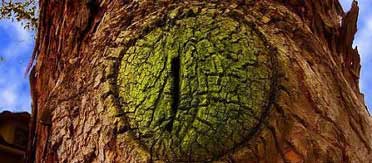 creepy trees