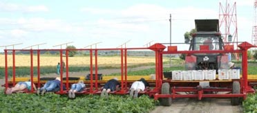 photo courtesy of English Russia cucumber picker