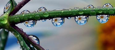 dewdrop