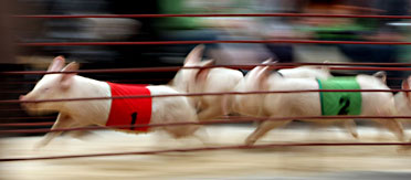 image credit: Wacky Archives pig race