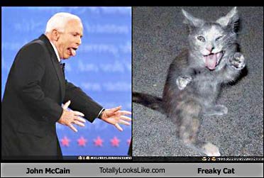 mccain and kitty