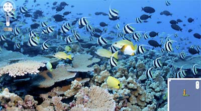 Google Street View fish school