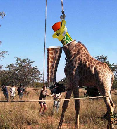 Battery Powered Giraffe Battery Powered Giraffe