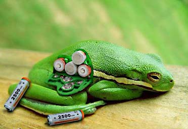 Battery Powered Frog Battery Powered Frog