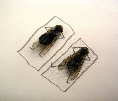 Dead Fly Art - Sunbathing Dead Fly Art - Sunbathing