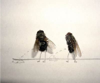 Dead Fly Art - Pee Outdoors Dead Fly Art - Pee Outdoors